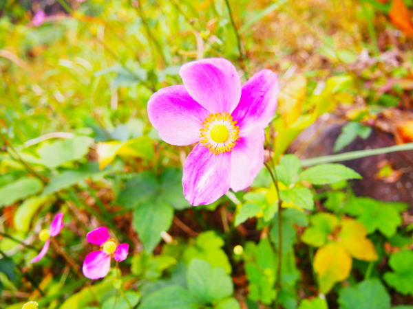 シュウメイギク鳳鳴四十八滝