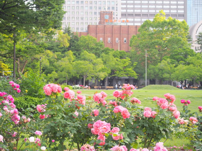 東京日比谷公園バラ花画像
