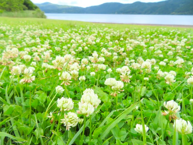 シロツメクサ芦ノ湖畔花画像