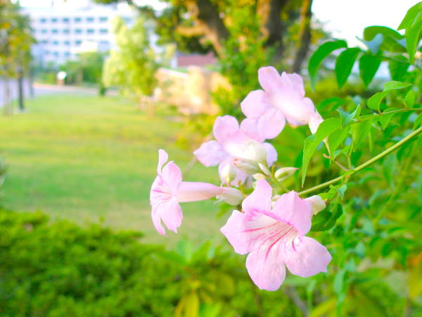 ピンクノウゼンカズラ花