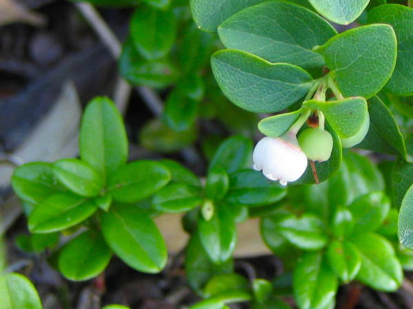 �N���}���m�L��