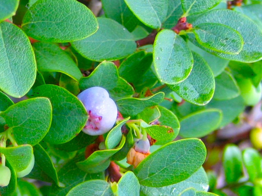 クロマメノキ実