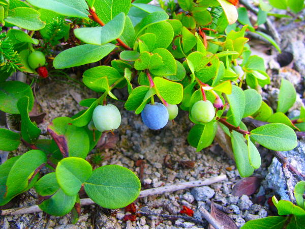 クロマメノキ実