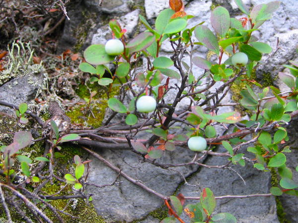 クロマメノキ実