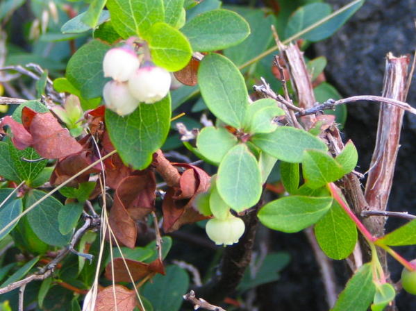 クロマメノキ花