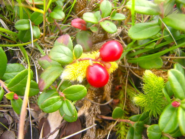 コケモモ実美幌峠
