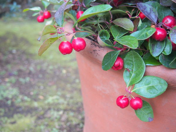 コケモモ実イギリス館