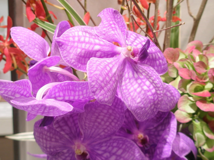 バンダ蘭花紫色
