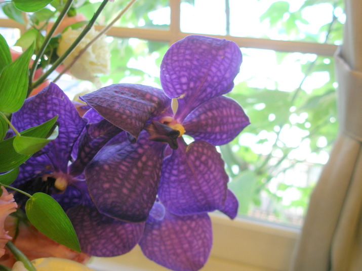 バンダ蘭花青紫色