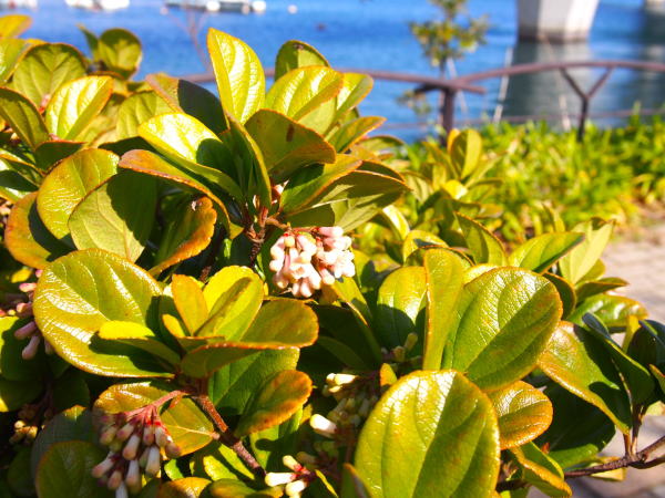 ゴモジュ花平潟湾