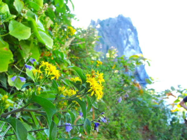 ミヤマアキノキリンソウ北海道花写真