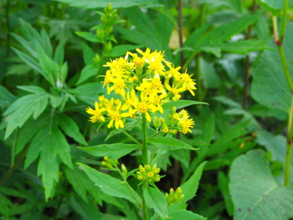 ミヤマアキノキリンソウ花写真