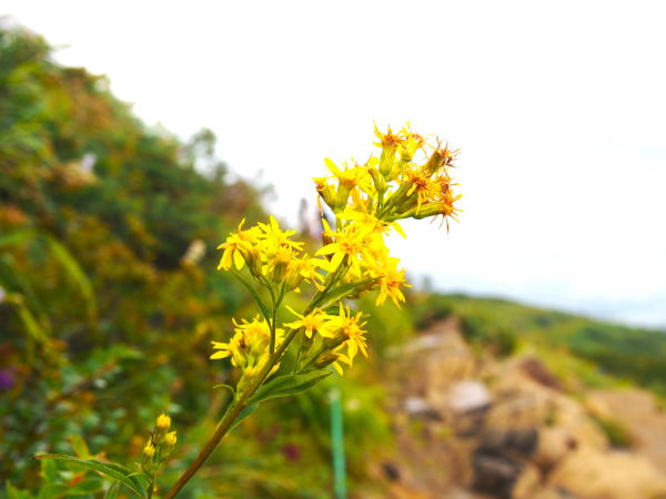 ミヤマアキノキリンソウ花写真