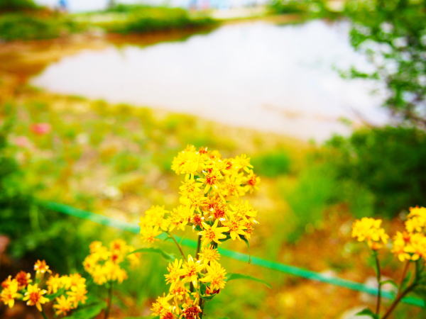 ミヤマアキノキリンソウ花写真