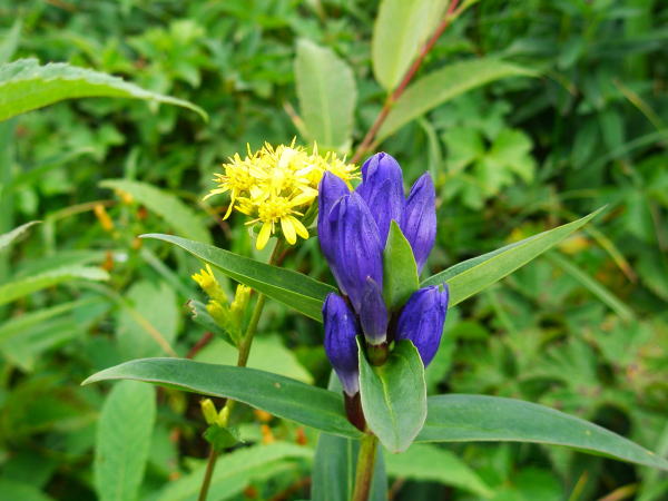 ミヤマアキノキリンソウ花写真