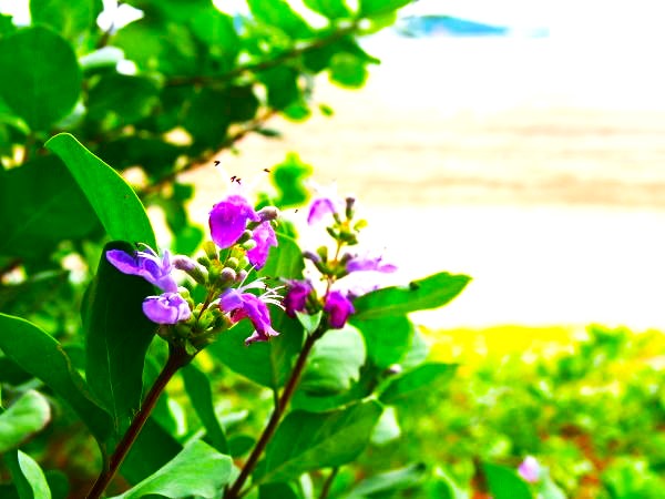 ハマゴウ花海の公園