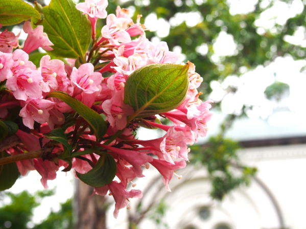 タニウツギ函館