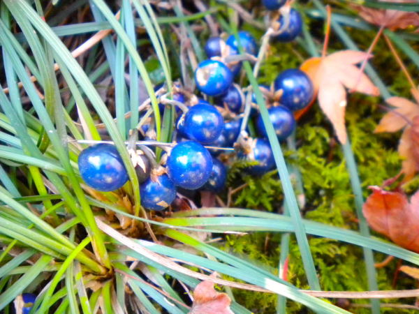 �W���m�q�Q��