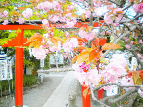 ヤエザクラ花鶴岡八幡宮