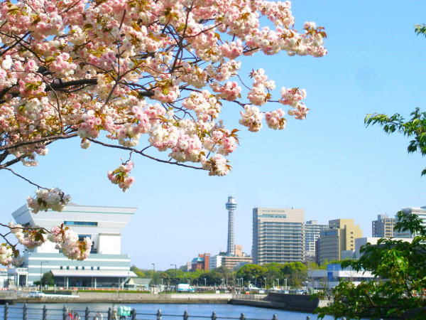 ヤエザクラ花横浜港