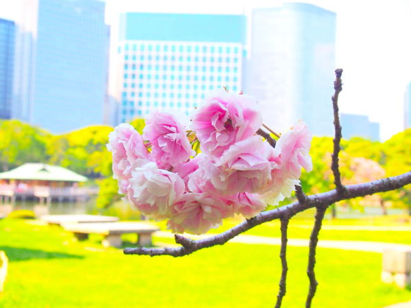 ヤエザクラ花浜離宮庭園