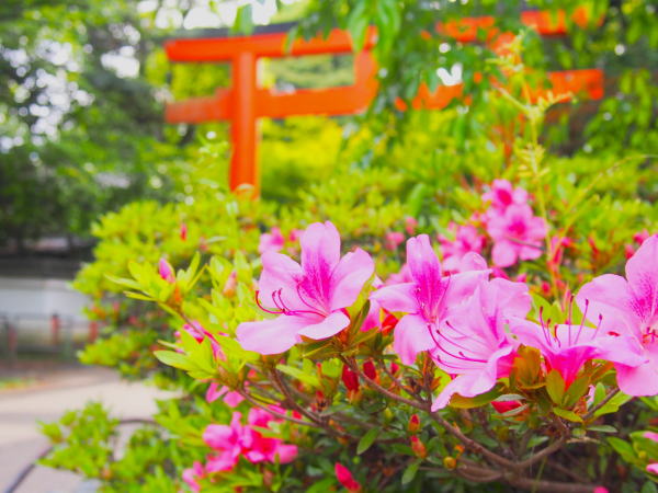 八坂神社サツキ花画像