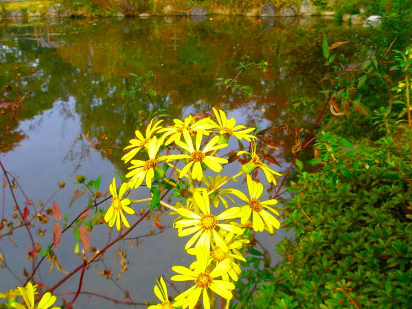ツワブキ花画像
