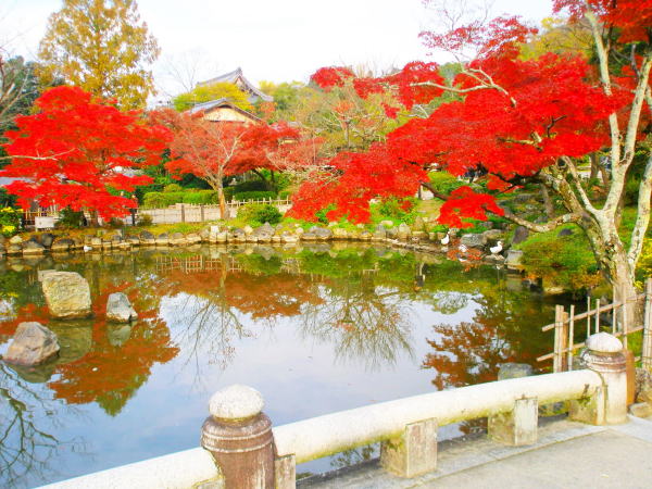 八坂神社紅葉画像