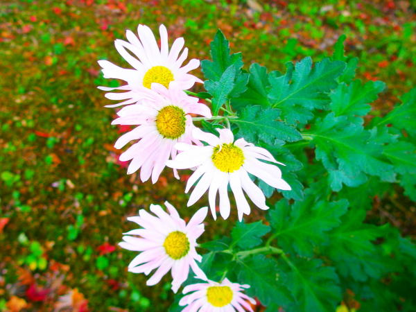八坂神社白菊花画像
