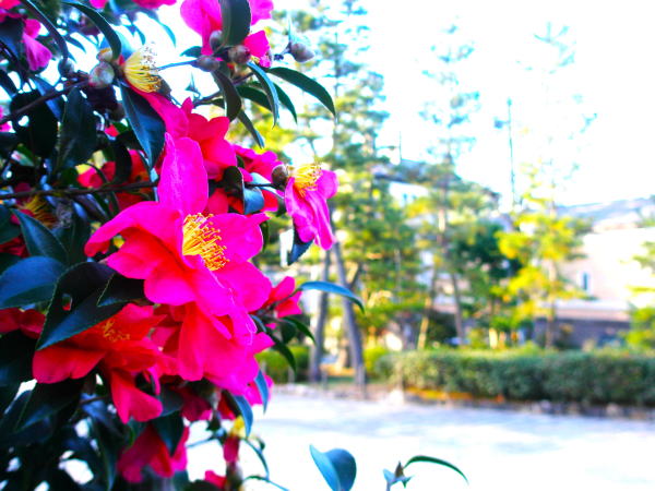 サザンカ花画像