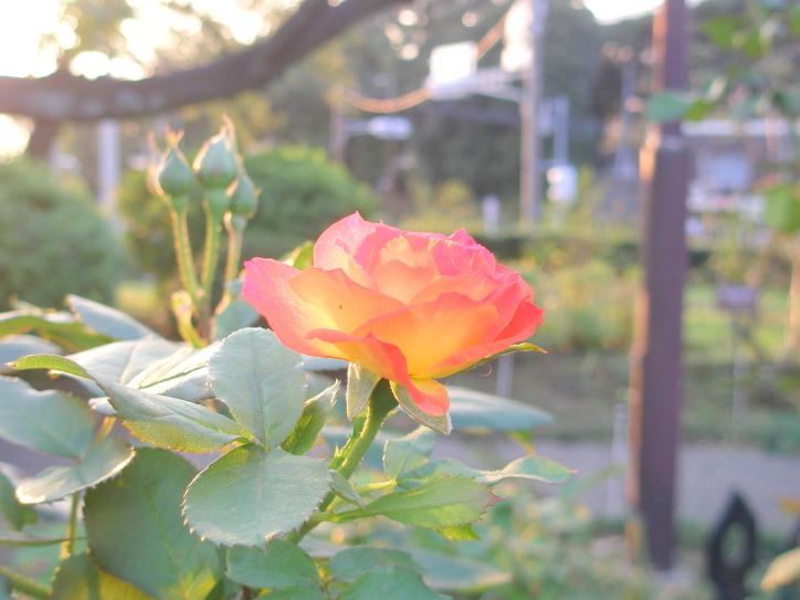 横浜元町公園バラ花写真