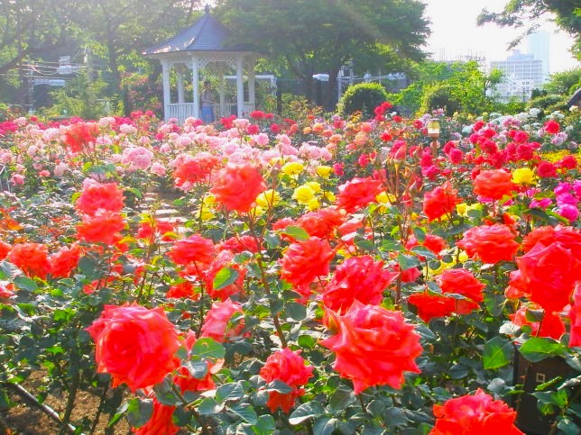 港の見える丘バラ花