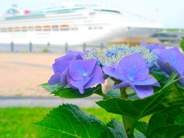 豪華客船とガクアジサイ花