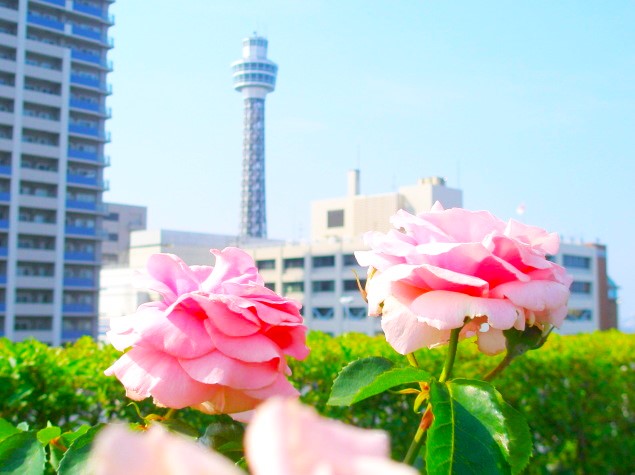アメリカ山バラ花