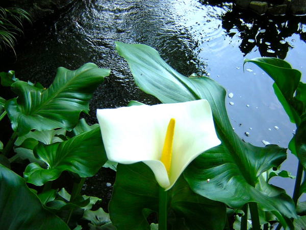 Zantedeschia aethiopica flower