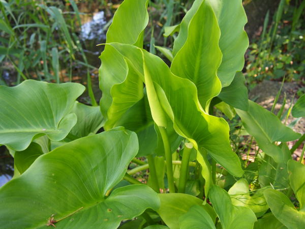 Zantedeschia aethiopica leaf