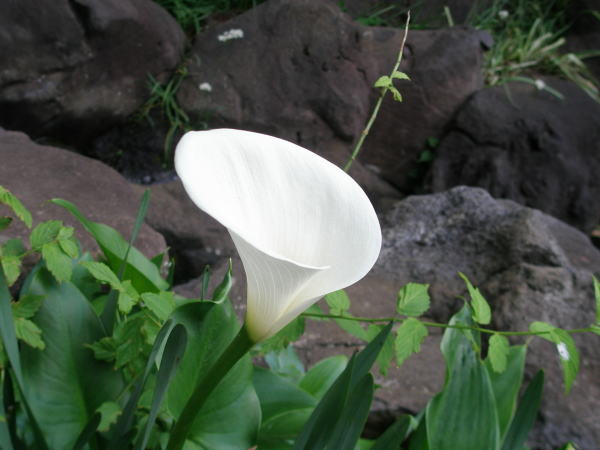 Zantedeschia aethiopica flower
