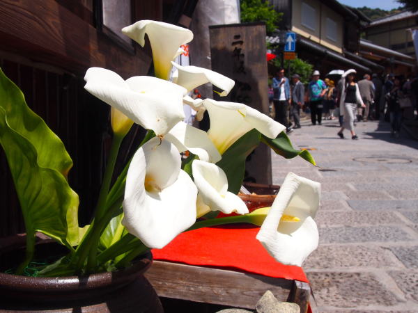 Zantedeschia aethiopica flower