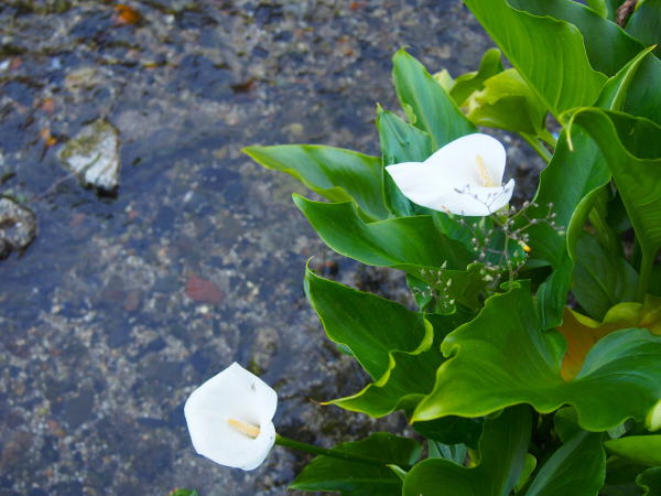 Zantedeschia aethiopica flower