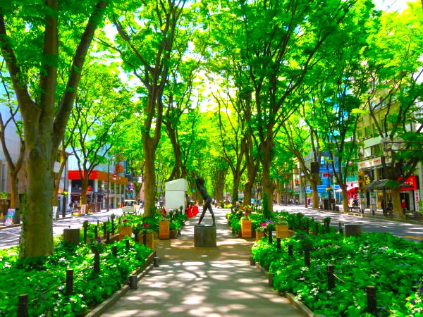 仙台定禅寺通ケヤキ並木